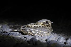 indisk nightjar eller caprimulgus asiaticus observerats i rann av kutch i gujarat foto