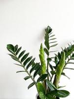 zamioculcas zamiifolia i en vit pott isolerat foto