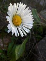 allmänning daisy vit blomma växt foto