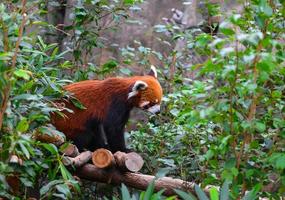 röd panda eller röd tvättbjörn klättrande träd foto