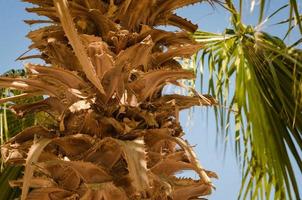 palmträdnärbild