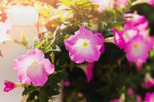 rosa petunia blomma blomning i en trädgård. foto