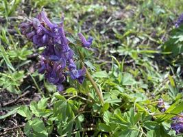 vårblommor på ängen foto