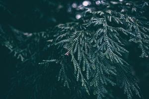stänga upp grön jul träd löv i de mörk tona bakgrund. foto