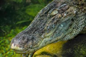 alligator på de Zoo foto