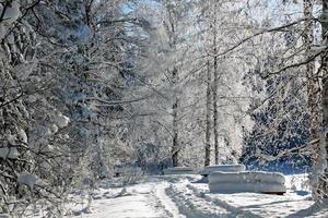 frysta träd och bänkar i snödriva en solig dag foto