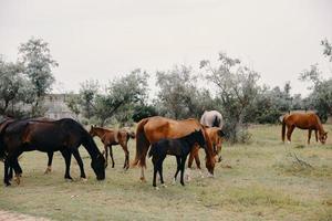 besättning av hästar äter gräs i de ranch fält däggdjur foto