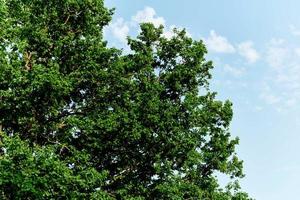 vår blooms av natur, grön ung löv av en träd mot en blå solig himmel foto