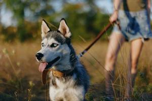 porträtt av en hes hund i natur i de höst gräs med hans tunga fastnar ut från Trötthet in i de solnedgång lycka hund foto