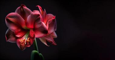 mörk amaryllis blomma i svart bakgrund ai genererad foto