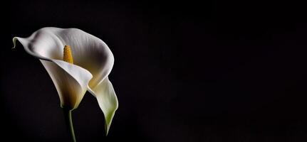 mörk calla lilly blomma i svart bakgrund ai genererad foto