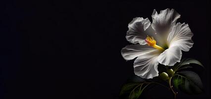 mörk vit hibiskus blomma i svart bakgrund ai genererad foto