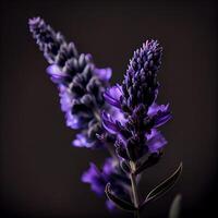 mörk celosia blomma i svart bakgrund ai genererad foto