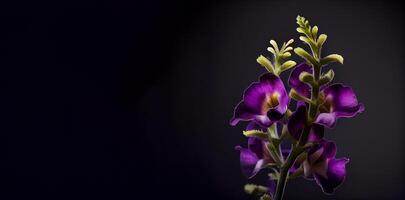 mörk lejongap blomma i svart bakgrund foto