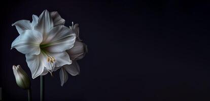 mörk petunia blomma i svart bakgrund ai genererad foto