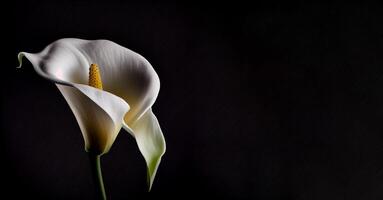 mörk calla lilly blomma i svart bakgrund ai genererad foto