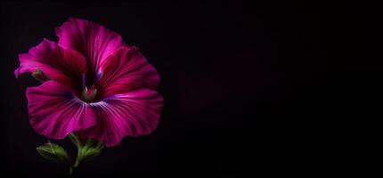 mörk petunia blomma i svart bakgrund ai genererad foto