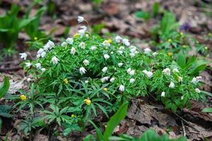 trä anemoner blommande i de skog - anemon nemorosa foto