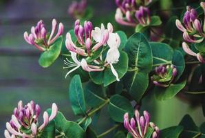 get-blad kaprifol lonicera caprifolium blommande växt, stänga upp foto