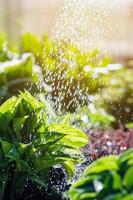 vattning grön hosta växter i kväll timmar, vatten droppar i värma solljus foto