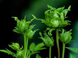 ro Börja till blomma de kronblad långsamt blomma foto