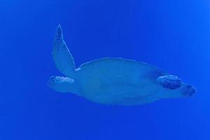 hav sköldpadda simning i blå vatten foto