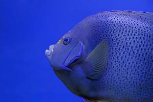 stänga upp av tropisk fisk i akvarium foto