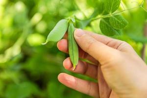 trädgårdsskötsel och jordbruk koncept. kvinnlig lantarbetare hand skörd gröna färska mogna ekologiska ärtor på gren i trädgården. vegansk vegetarisk hemodlad matproduktion. kvinna som plockar ärtskidor. foto