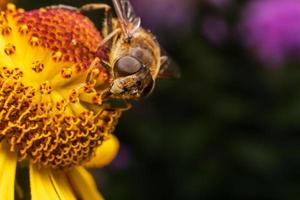 honungsbi täckt med gul pollen drick nektar, pollinerande blomma. inspirerande naturliga blommor våren eller sommaren blommande trädgård bakgrund. liv av insekter, extrem makro närbild selektiv fokus foto