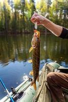 fiskare hand med fisk gädda mot bakgrund av vacker natur och sjö eller flod foto