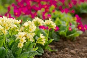 påsk begrepp. jordviva primula med gul och rosa blommor i rabatt i vår tid. inspirera naturlig blommig vår eller sommar blomning trädgård eller parkera. Hej vår. foto