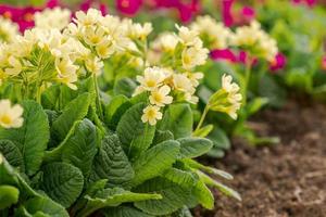 påsk begrepp. jordviva primula med gul blommor i rabatt i vår tid. inspirera naturlig blommig vår eller sommar blomning trädgård eller parkera. Hej vår. foto