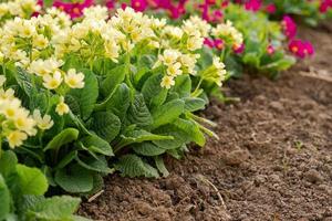 påsk begrepp. jordviva primula med gul blommor i rabatt i vår tid. inspirera naturlig blommig vår eller sommar blomning trädgård eller parkera. Hej vår. foto