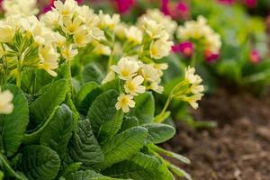 påsk begrepp. jordviva primula med gul blommor i rabatt i vår tid. inspirera naturlig blommig vår eller sommar blomning trädgård eller parkera. Hej vår. foto