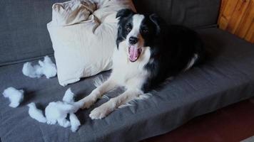 stygg lekfull hundvalp border collie efter bus bitande kudde liggande på soffan hemma. skyldig hund och förstört vardagsrum. skada rörigt hem och valp med rolig skyldig look. foto