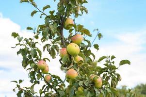 äpplen på en gren av ett äppelträd i trädgården på himmelbakgrund foto