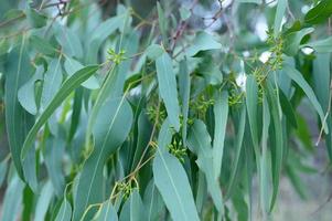 eukalyptusträd på naturen utomhus bakgrund foto