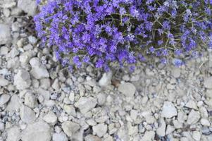 berg grekisk vild timjan buske blommande lila blommor bland stenarna foto