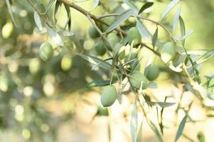 gröna oliver som växer på en olivträdgren i trädgården foto