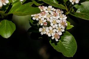 makro av en körsbär blomma foto