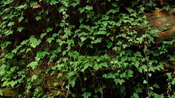 grön murgröna löv på de vägg. texturerad bakgrund av löv. grön växt vägg textur för bakgrund design och eco vägg och stansad för konstverk. en massa av löv. foto