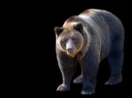 brun Björn på en svart bakgrund foto