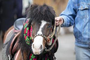 en häst i en ryska sjal. ponny. foto