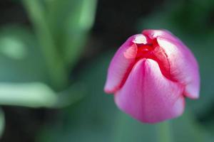 rosa tulpan från ovan. vår bakgrund. skön blommor. foto