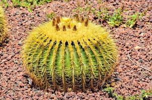 runda kaktus på de jord foto
