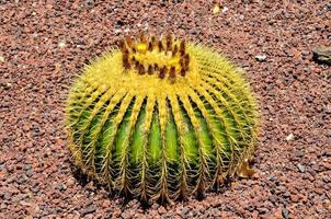 runda kaktus på jord foto