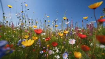 färgrik blommor i en äng på en solig sommar dag, vackert äng med vallmo och Övrig vild foto