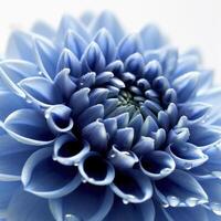 blå dahlia blomma på vit bakgrund, skapas med generativ ai foto