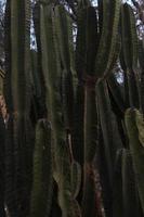 kaktusar i de botanisk trädgård i gran kanaria, Spanien foto