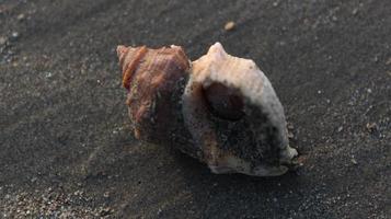 snäckskal på de strand. selektiv fokus. grund djup av fält. foto